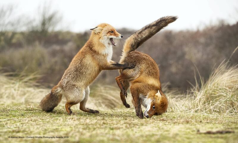 The Comedy Wildlife Photography Awards 2019
Alastair Marsh
Ripon
United Kingdom
Phone: 07771906257
Email: allymarsh_29@hotmail.com
Title: Waltz Gone Wrong
Description: I spent a few days at a well known site near Amsterdam in Holland watching and photography foxes. These two females were actually having a scrap with each other, clearly not happy with being close. People keeping saying to me that the series of photos make them look like they're doing the 'waltz' dance. This image always makes me smile given the pose!
Animal: Red Fox
Location of shot: Amsterdam, Holland