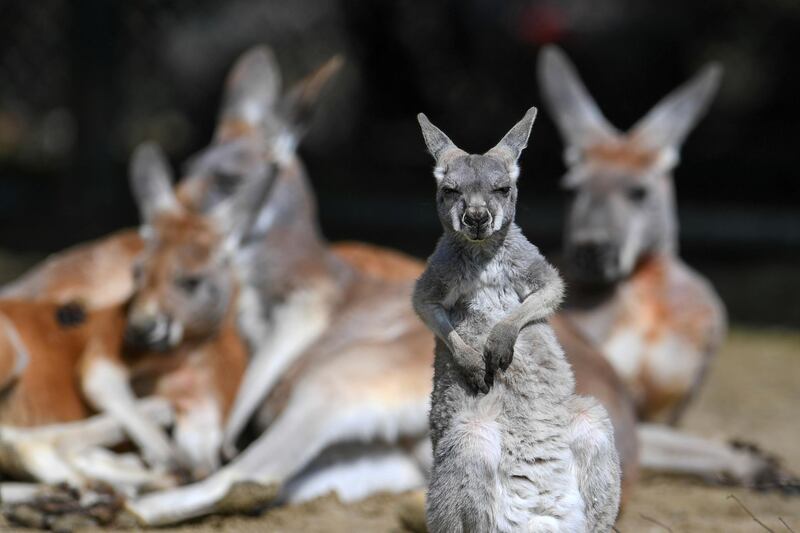 Red kangaroos at Hellabrunn Zoo in Munich, Germany. The attraction recently re-opened after Covid-19 forced its temporary closure. Reuters