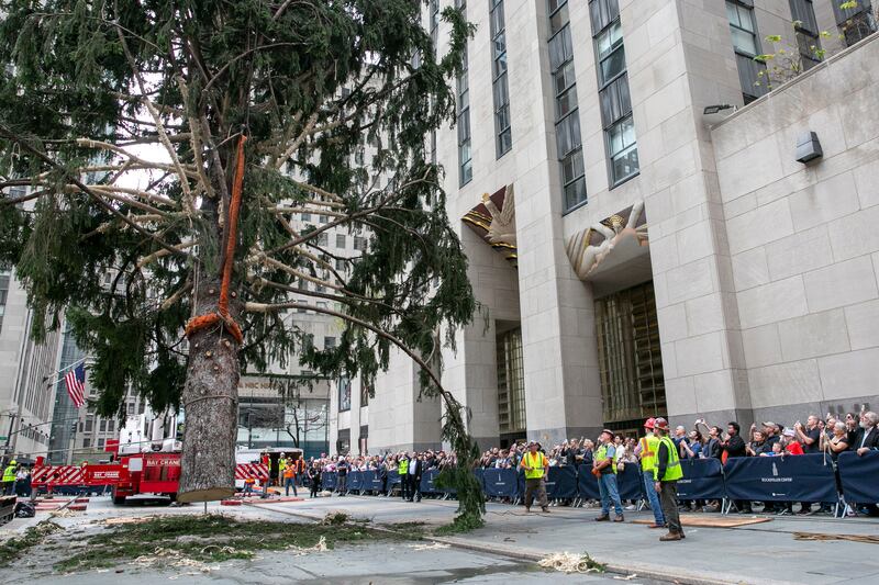 Workers set in place the new Christmas tree at Rockefeller Plaza in New York on November 12.  EPA