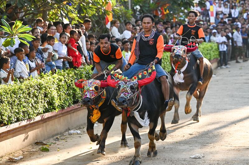 Cambodians race buffalo during the Pchum Ben festival, in Vihear Suor village, Kandal province. AFP