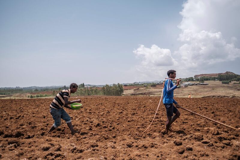 A farmer plows the land as another seeds it in a rural area 15 kilometres from Bahir Dar, Ethiopia. AFP