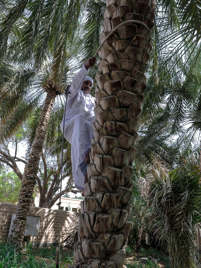 Al Ain, United Arab Emirates, October 7, 2019.  
Weekend – photo essay 
Discovering agricultural practices at Al Ain Oasis: there’s a new programme that introduces visitors to the UAE’s plant species, crops and agriculture professions running throughout October and November.
-- Mr. Ali, a date farmer is 60 years old and can still climb trees using the traditional climbing harness called, "habool".
Victor Besa / The National
Section:  WK
Reporter:  Katy Gillett