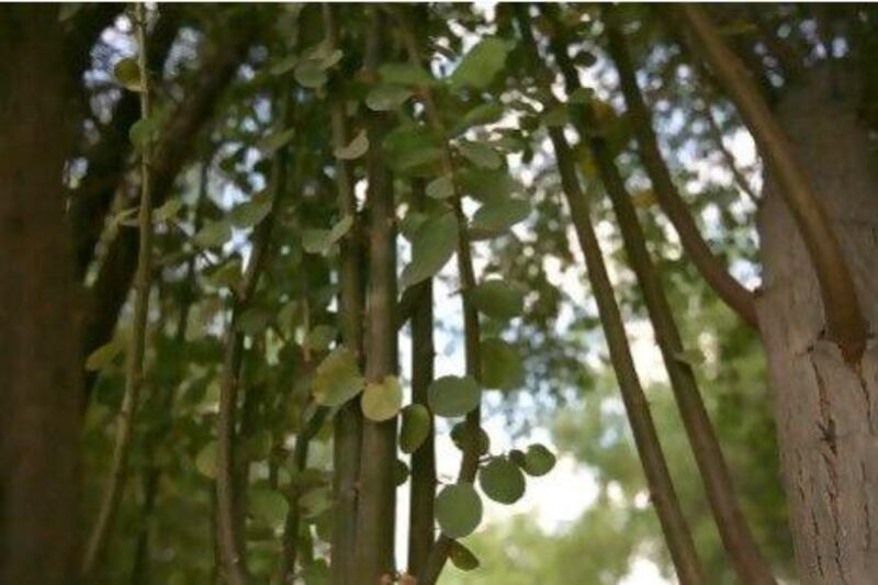 A sidr tree, also known as lote. It has medicinal values and its leaves are used as a herbal shampoo.