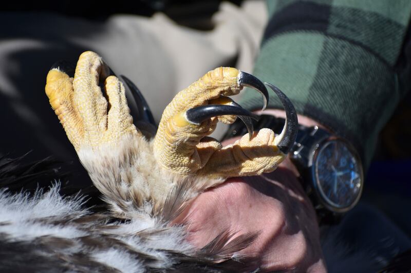 The talons of a six-week-old young golden eagle as its feet are held by Charles Preston during research work at a nesting site. AP