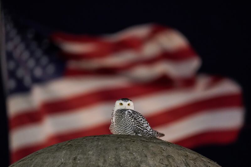 A rare snowy owl looks down from its perch atop the large stone orb of the Christopher Columbus Memorial Fountain at the entrance to Union Station in Washington, US. AP