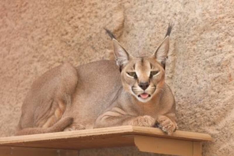 Al Ain, United Arab Emirates, July 10, 2011: Al Ain Zoo has successfully completed a surgery on one of its Arabian caracals, a species declining in the wild throughout Arabia, to restore the animalÕs health following a mystery illness. 

Courtesy Al Ain Zoo