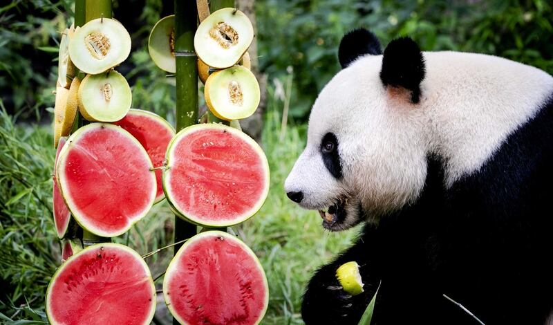 Giant Panda Xing Ya during the celebration of his 6th birthday in Ouwehands Zoo, in Rhenen, the Netherlands.  EPA