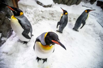 There are 31 large King and nippy Gentoo penguins, including Zeus, Gummy, Hercules, Myone, Lulu, Bubbles, Athena, and "super smart" Toby at the indoor ski resort. Leslie Pableo / The National
