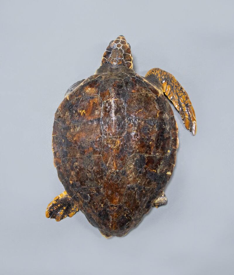 The sea turtle received treatment for extensive injuries caused by a fishing net