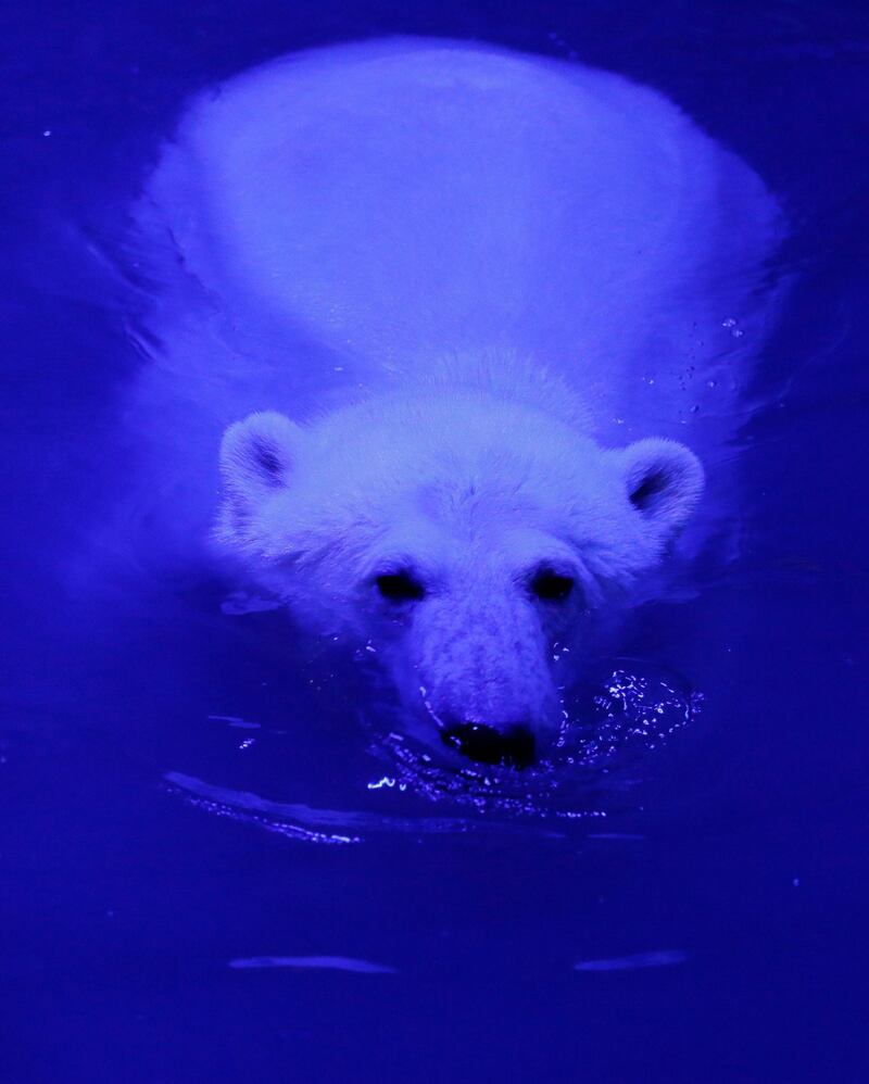 Ursula, a one-year-old female polar bear, swims in a pool inside an open-air cage at the Royev Ruchey zoo in Krasnoyarsk, Russia. Reuters