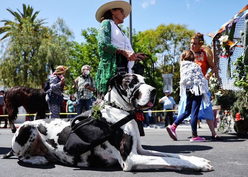 Dianna Maria stands by her dog Picasso, a Great Dane, in Los Angeles. Angelenos brought dogs, cats, birds, goats, snakes and other animals to be blessed. Getty Images / AFP
