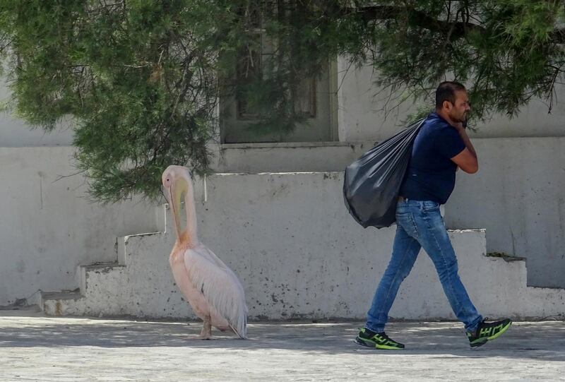 A worker walks past a pelican in the main town of the Greek island of Mykonos, Greece. AP photo