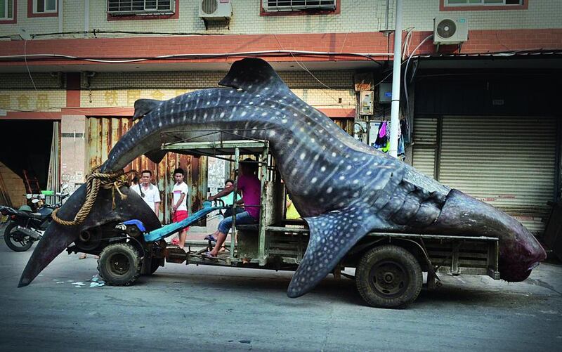 A fisherman transports a dead whale shark after it was caught in fishermen’s nets, in Yangzhi county, Fujian province, in this August 1 file photo.  Reuters