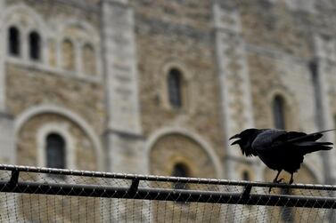 Ravens had plenty of time for silent contemplation during lockdown. Reuters