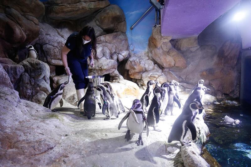 A biologist wearing a face mask and gloves cleans the enclosure of humboldt penguins at the closed Aquarium in Barcelona.  AFP