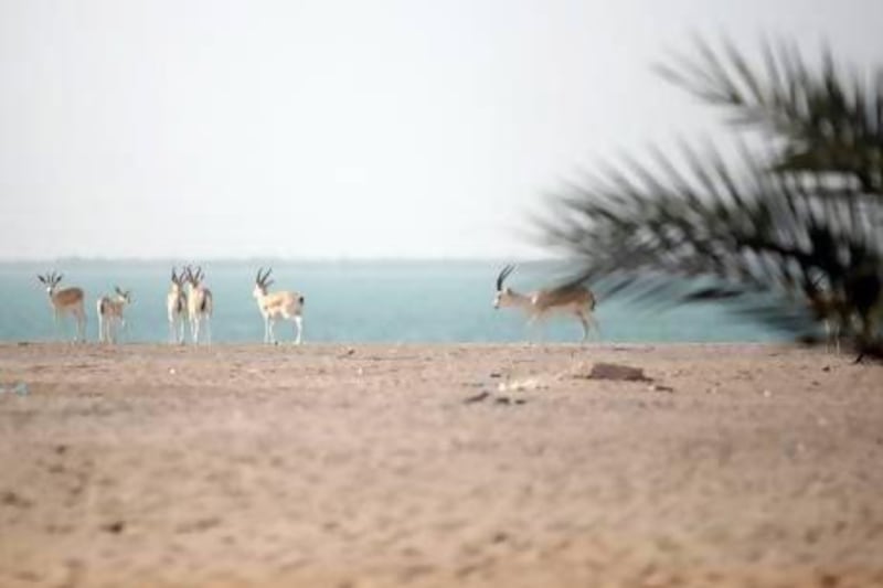 June 22, 2009 / Abu Dhabi / (Rich-Joseph Facun / The National) Animals ranging from ostriches to gazelles are present on Al Samalia Island at Raha Beach where the Emirates Heritage Club hosts events for the Emirati youth, Monday, June 22, 2009 in Abu Dhabi. *** Local Caption *** rjf-0622-heritageclub023.jpgrjf-0622-heritageclub023.jpg