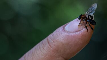 A stingless bee on a beekeeper's finger. Bees and other pollinators play an essential role in agriculture. Getty