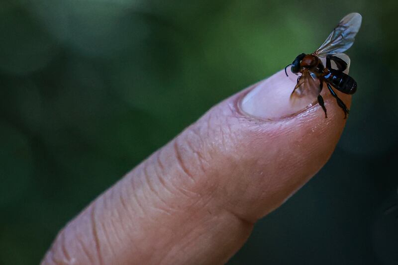 A stingless bee on a beekeeper's finger. Bees and other pollinators play an essential role in agriculture. Getty
