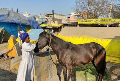 Son Singh petting his majestic black horse Dillitod. The 15-year-old feeds and bathes his pet every day before taking martial art classes. Taniya Dutta for The National