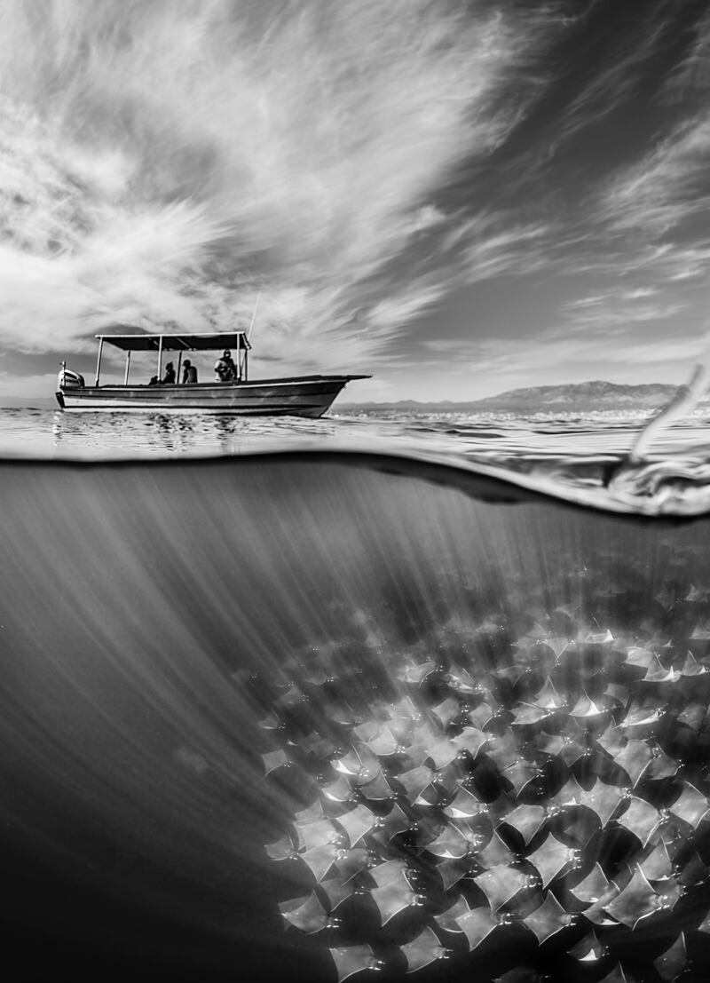 Second place, Portfolio, Martin Broen. A split-shot showcasing the size of the mobula ray fever passing below a dive boat, Mexico.