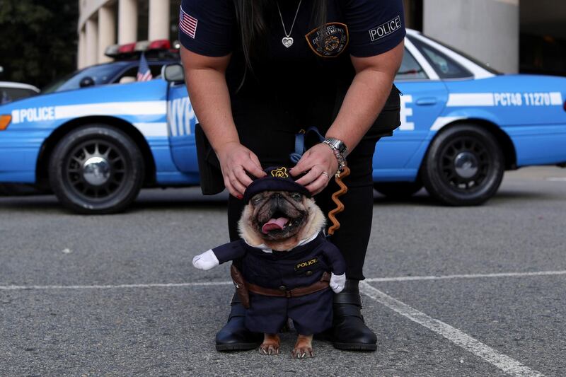 Mariani Morandi, a member of a group of Brazilian fans of New York Police Department, adjusts her dog's police costume in front of Pacaembu Stadium in Sao Paulo, Brazil. Reuters