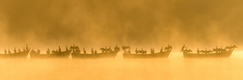 Bronze medal, Behaviour — Birds: black cormorants, Heath Pond, Hampshire, UK , by Robert Maynard, UK.