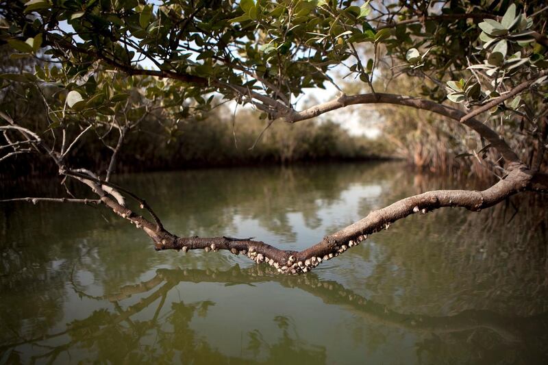 Marine life attaches to a mangrove branch which hangs just above the water as seen on Thursday early morning, July 21, 2011, in the Eastern Mangroves near the East Road. Mangroves, natural saline habitants, are affected by erosion caused by development of the surrounding islands, widening the natural channels and thus increasing the water flow, which in return washes away the sediment much faster. (Silvia Razgova/The National)

