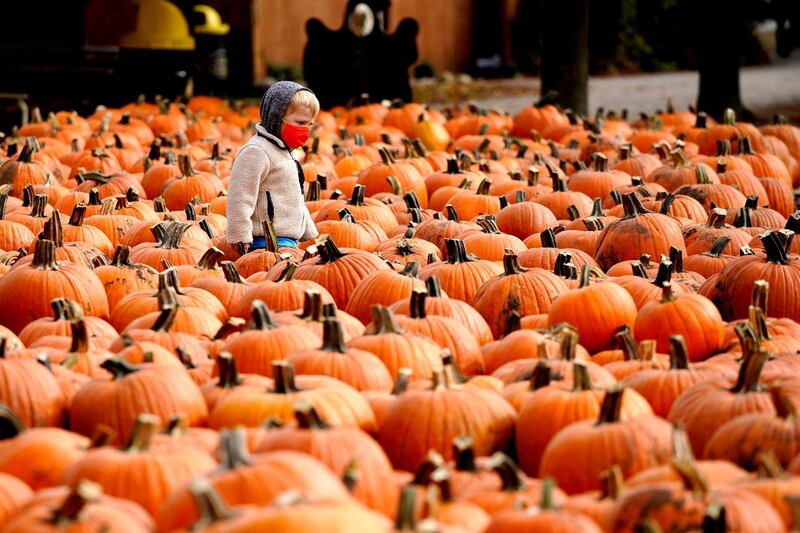 A boy wears a face mask as he looks around pumpkins at the Didier Farms in Lincolnshire.  AP Photo