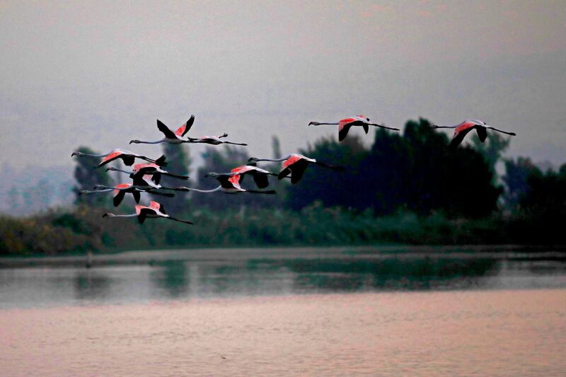 Flamingos fly over Agamon Hula Lake in the Hula Valley. AFP