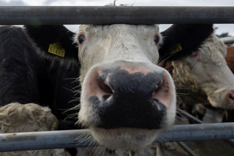 A cow in its pen at Kilcullen Cattle Mart, Ireland. The impact of beef consumption will come under the radar at Cop28. Reuters