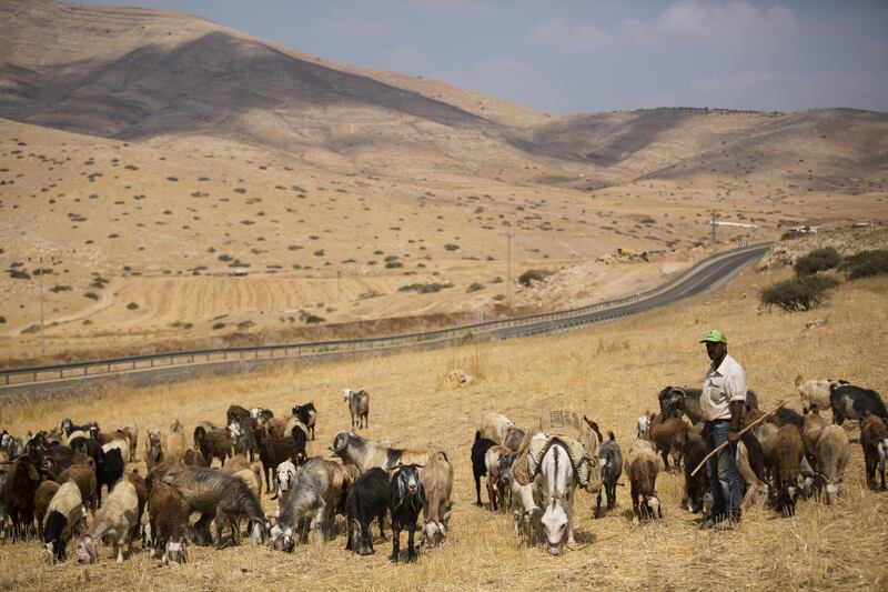 A Palestinian shepherd herds his sheep in a field in the occupied West Bank Jordan Valley  in Maskiyot, West Bank. Getty Images