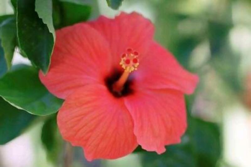 Tropical hibiscus produces bright blooms throughout the winter months. Getty Images / Gallo Images