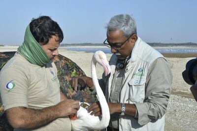 A flamingo representing Abu Dhabi Police migrated 1,300km from Al Wathba Wetland Reserve to Iran.   