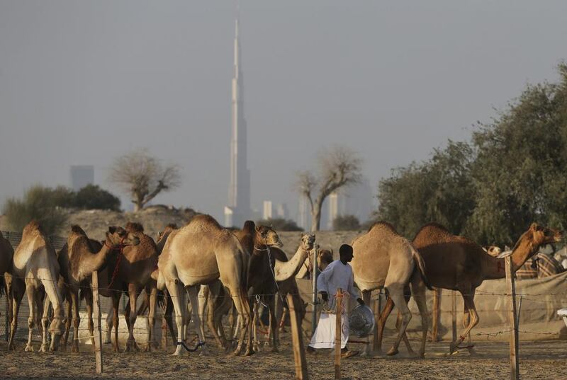 With the world’s tallest building, the Burj Khalifa in the background, a keeper feeds dates to female camels, at the Al Marmoom Camel Racetrack.