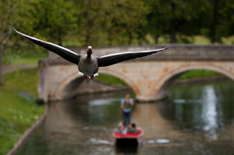 A goose flies over a river as people sail in Cambridge, UK. Reuters