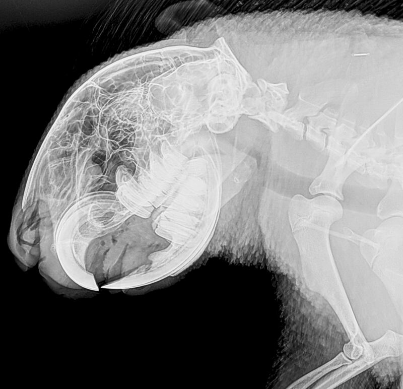 An X-ray of a Cape porcupine's skull. PA