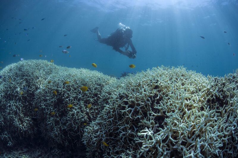 A diver documents the bleached coral at Lizard Island on the Great Barrier Reef