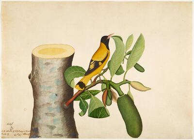 'Black Hooded Oriole and Insect on a Jackfruit Stump', by Shaikh Zain ud-Din, 1778. Courtesy Minneapolis Institute of Art