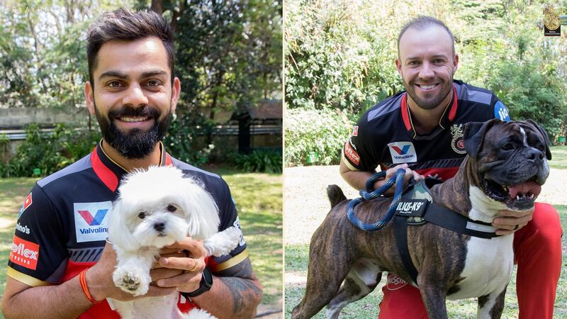 Virat Kohli and AB de Villiers with two beautiful canines. Courtesy Royal Challengers Bangalore Twitter / @RCBTweets