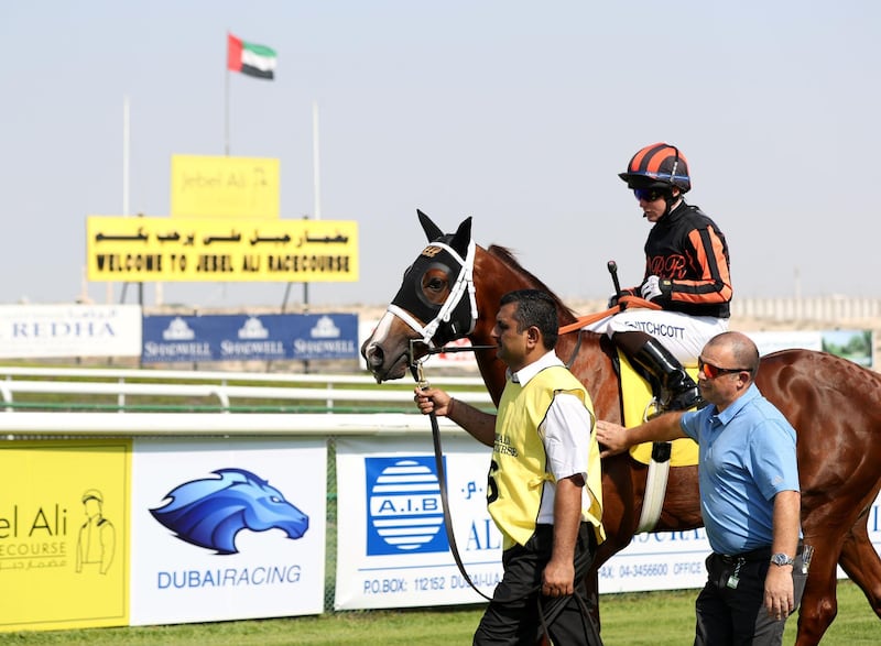 Dubai, United Arab Emirates - November 01, 2019: Rayig ridden by Sam Hitchcott before the Orient Irrigation Service race on the opening meeting at Jebel Ali racecourse. Friday the 1st of November 2019. Jebel Ali racecourse, Dubai. Chris Whiteoak / The National