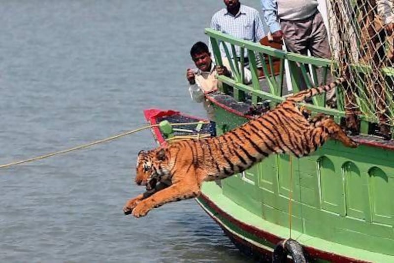 Indian forest workers watch a rescued tigress leap into the Sundarikati river after being released from a cage, in Sunderbans, some 150 kilometres south of Kolkata.