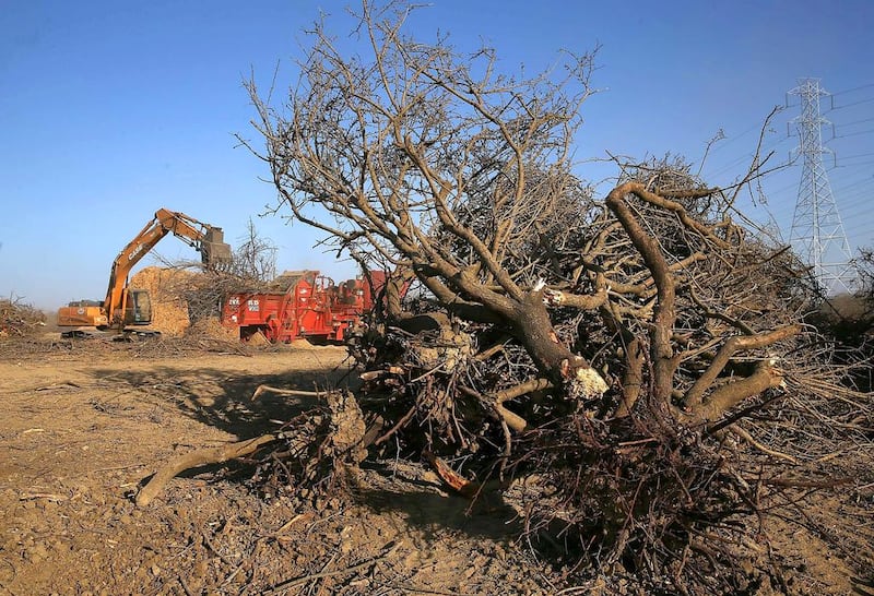 Uprooted almond trees lay on the ground at Baker Farming in Los Banos, California. Almond farmer Barry Baker of Baker Farming had 1,000 acres, or 20 per cent, of his almond trees removed because he does not have access to enough water to keep them watered as the California drought continues. Justin Sullivan / Getty Images / AFP