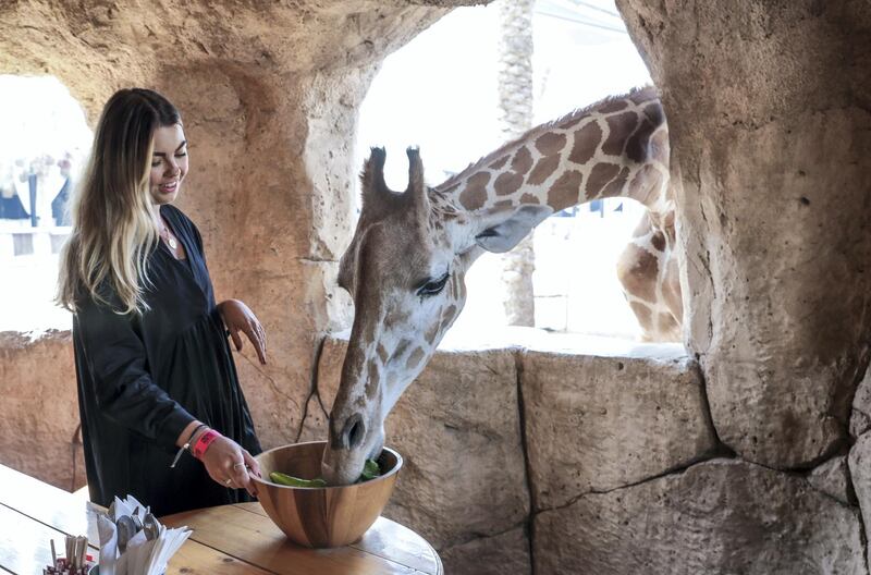 Abu Dhabi, United Arab Emirates, August 4, 2019.  Breakfast with giraffes at the Emirates Park Zoo.
 Victor Besa/The National
Section:  NA
Reporter:  Sophie Prideaux