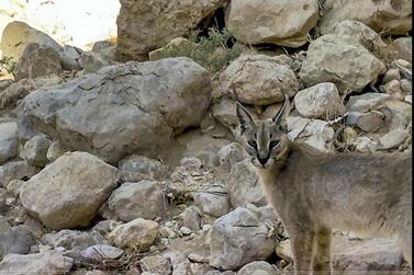 The Arabian caracal was captured by day and night in Jebel Hafeet National Park. Courtesy: EAD