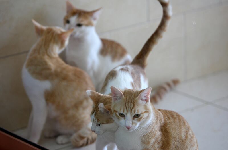 SHARJAH, UNITED ARAB EMIRATES, May 3: Some of the cats are ready for adoption at Sharjah cat & dog shelter in Sharjah. (Pawan Singh / The National) For News. Story by Yasin
