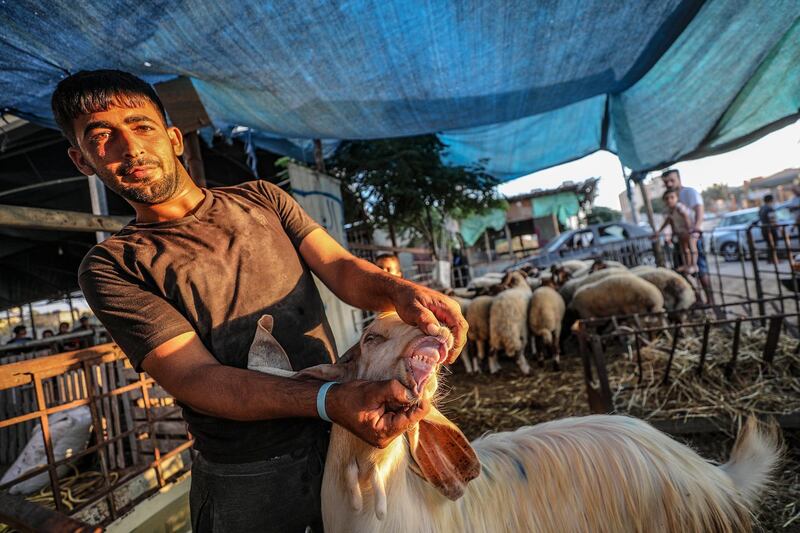 A Palestinian vendor display his sheep at a livestock market in the southern Gaza Strip. Gazans are buying more sheep and cattle in preparation for the upcoming Sacrifice Feast. Eid al-Adha is the holiest of the two Muslims holidays celebrated each year, it marks the yearly Muslim pilgrimage (Hajj) to visit Mecca, the holiest place in Islam. Muslims slaughter a sacrificial animal and split the meat into three parts, one for the family, one for friends and relatives, and one for the poor and needy.  EPA