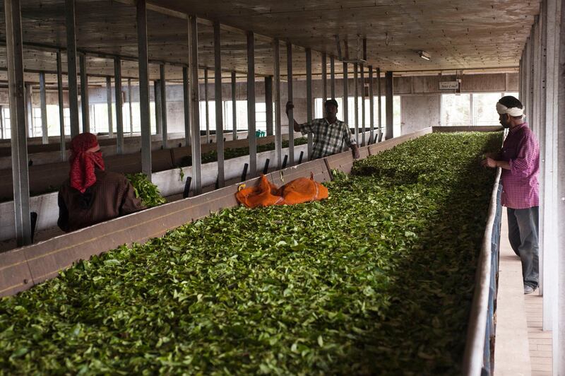 14th February 2013, Munnar, Kerala, India. Freshly picked tea leaves in a drying trough in an orthodox production process tea factory (name withheld on request of owner)  near Munnar, Kerala, India on the 14th February 2013. This withering process has to reduce the humidity to 55%.  Simon de Trey-White for The National