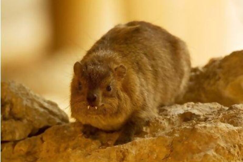 A Hyrax at the zoo in Al Ain on June 14, 2012.