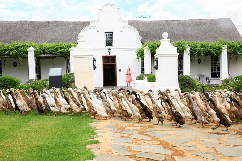 A flock of Indian Runner ducks hunt for snails and bugs as they patrol the Vergenoegd Wine Estate, in Cape Town, South Africa. All photos: Reuters