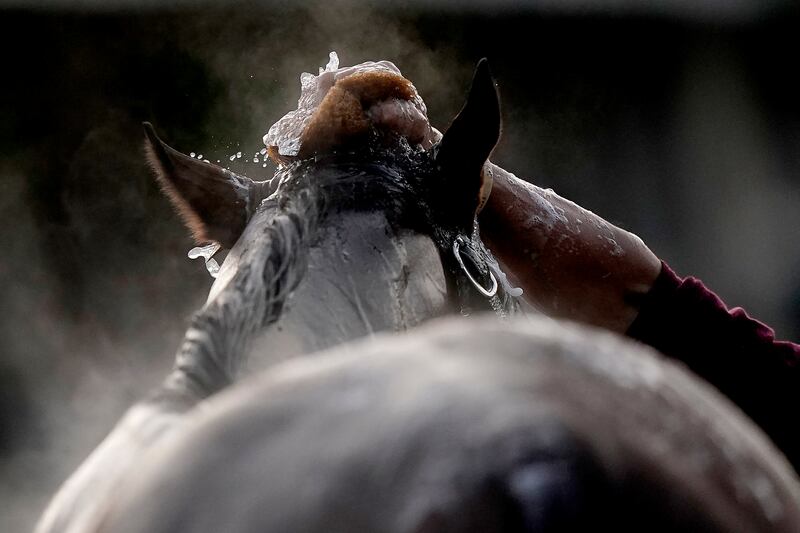 A racehorse gets a sponge bath after a workout at Churchill Downs in Louisville, Kentucky, US. The 148th Kentucky Derby is on Saturday. AP 